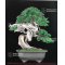 BONSAI FOCUS N° 109