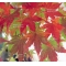 ACER PALMATUM en godet lot de 50 plants