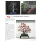 BONSAI FOCUS N° 114