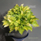 Hosta Cracker crumbs