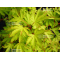 acer palmatum ANNE IRENE ®