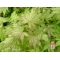 acer matsumurae seeds shigitatsu sawa