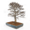 Acer buergerianum ref :21020253
