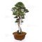 juniperus rigida ref: 19070251