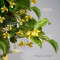 eleagnus pungens maculata aurea 12020258