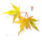 acer palmatum ijoshi