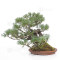 PINUS PENTAPHYLLA ref: 13010261