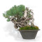 PINUS PENTAPHYLLA ref:13010263