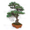 PINUS PENTAPHYLLA ref: 28070261