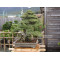 Organic manure for bonsai medium size