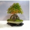 Mini bonsai N°7 érables de burger K Gun