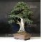 Mini bonsai Juniperus rigida handbook N°8