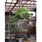TAMAHI big SIZE ORGANIC BONSAI FERTILIZER
