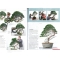 Bonsai focus magazine 102