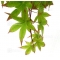 set of 6 bags of seeds japanese maple