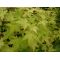 acer palmatum shin-nyo