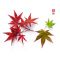 Acer palmatum DESHOJO de bouture 1.5