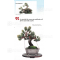 BONSAI FOCUS N° 127