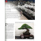 BONSAI FOCUS N° 130