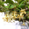 eleagnus pungens 15040221