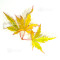 acer palmatum ijoshi