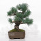Pinus pentaphylla ref : 16120254
