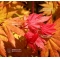 AUTUMN MOON