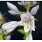 Hosta Winter snow