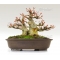 Mini bonsai Acer buergerianum handbook N° 7