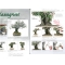 Bonsai focus magazine 88