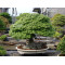TAMAHI big SIZE ORGANIC BONSAI FERTILIZER