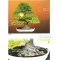 BONSAI FOCUS N° 89