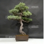 pinus-pentaphylla-25070183