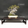 acer-buergerianum-ref-30070182