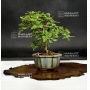 premna-japonica-06080183