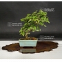 premna-japonica-06080184