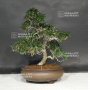 trachelospermum-asiaticum-ref-31080188