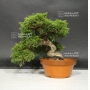 juniperus-chinensis-var-itoigawa-ref-07090185