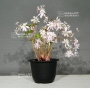 saxifraga-fortunei-mai-hime