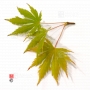 graines-d-acer-matsumurae-green-trompenburg