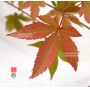 graines-d-acer-palmatum-hondo-ji