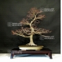 acer-palmatum-ref-13040192