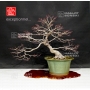 acer-palmatum-ref-14040193