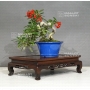 pyracantha-angustifolia-ref-13110183