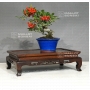 pyracantha-angustifolia-ref-13110184