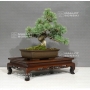 pinus-pentaphylla-ref-29100183