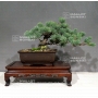pinus-pentaphylla-ref-29100187