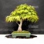 acer-palmatum-ref-12040193