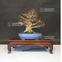 acer-buergerianum-ref-12040196