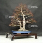 acer-palmatum-ref-12040197